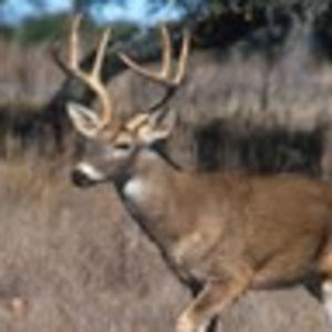 Meet your Posher, Elainah